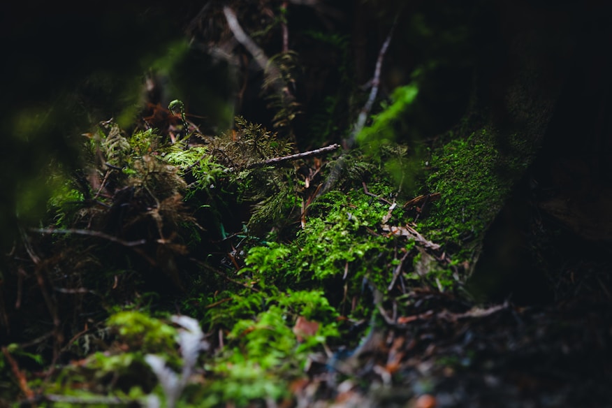 Musgo e folhagens iluminados na floresta escura, textura natural para inspiração de decoração bosque encantado